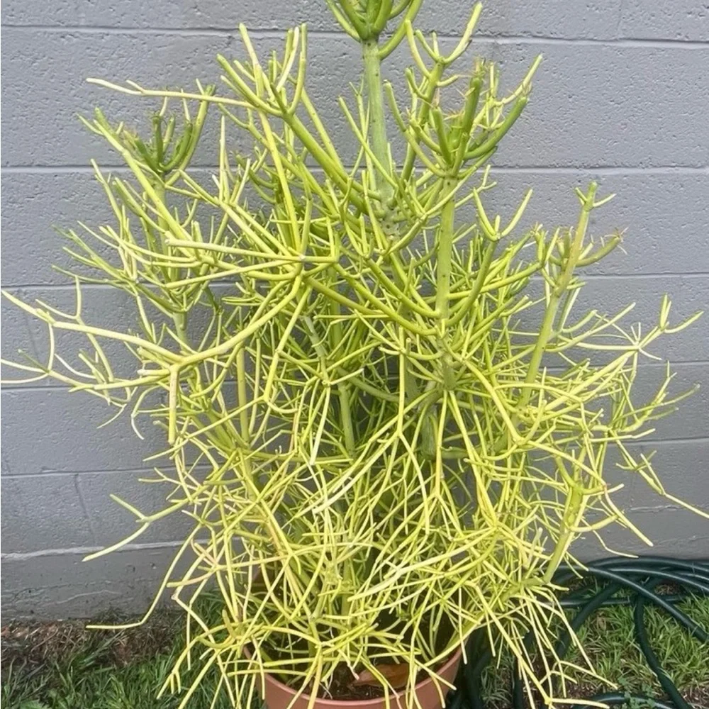 Vibrant Green Pencil Cactus Plant